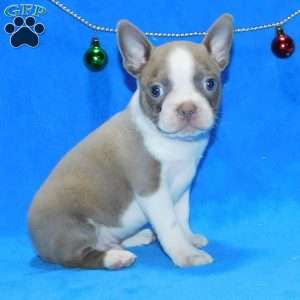 Luke, Boston Terrier Puppy